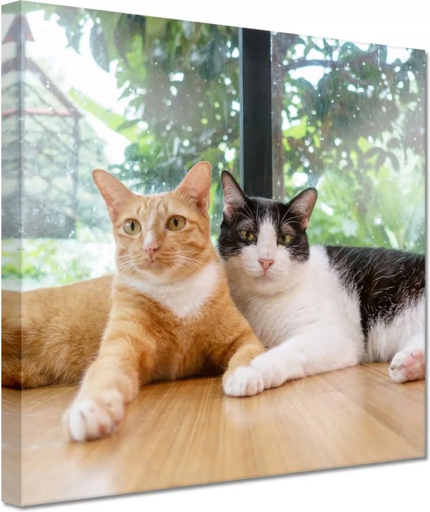 Vászonkép 60x60 Cica