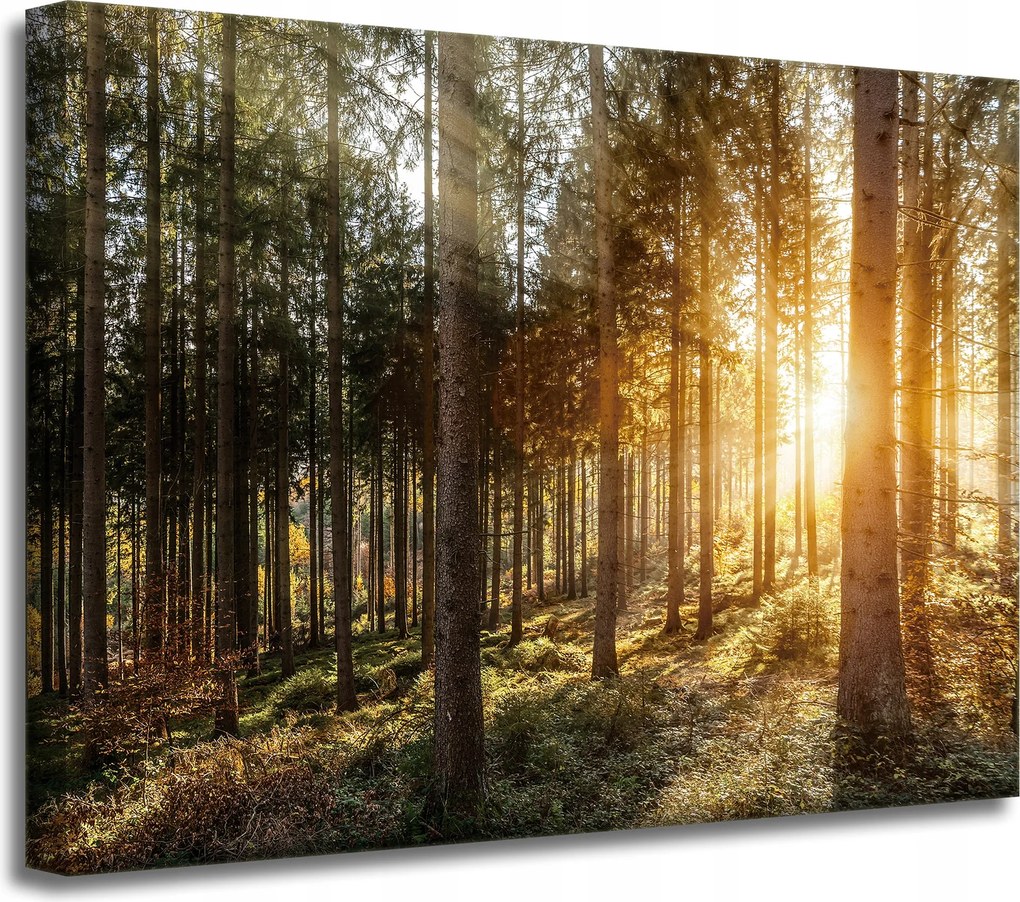 Nyírfa Napfák Vászonkép Reggel 40x30 cm Ajándéknak is tökéletes