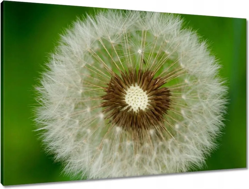 Vászonkép 90x60 Pitypang Virág Virágok