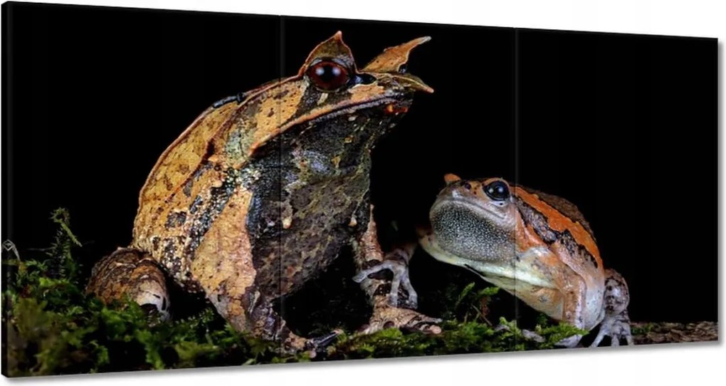 Vászonkép 180x90 Sarok orrszarvú béka