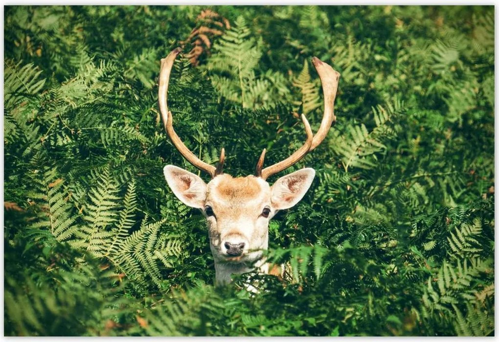 Poszterek 185x125 Szarvas felszarvazott