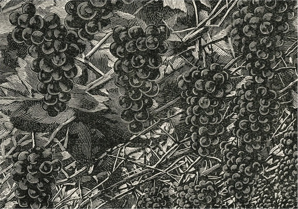 Tapéta Flizelin Falfestmény Prémium Szőlő nyomtatás 208x146 Ragasztó