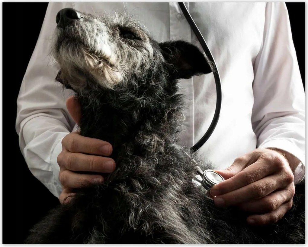 Poszterek 50x40 Kutya állatorvos vizsgálat