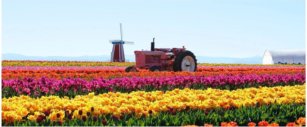 Tulipánfarm képe (120x50 cm)