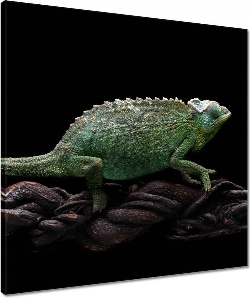 Vászonkép 50x50 Hosszú zöld kaméleon