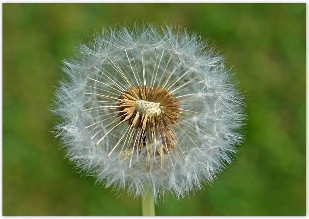 Poszterek 100x70 Pitypang Virág Virágok