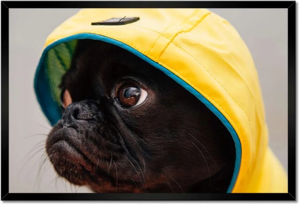 Poszterek keretben 60x40 Kutya Kutyák