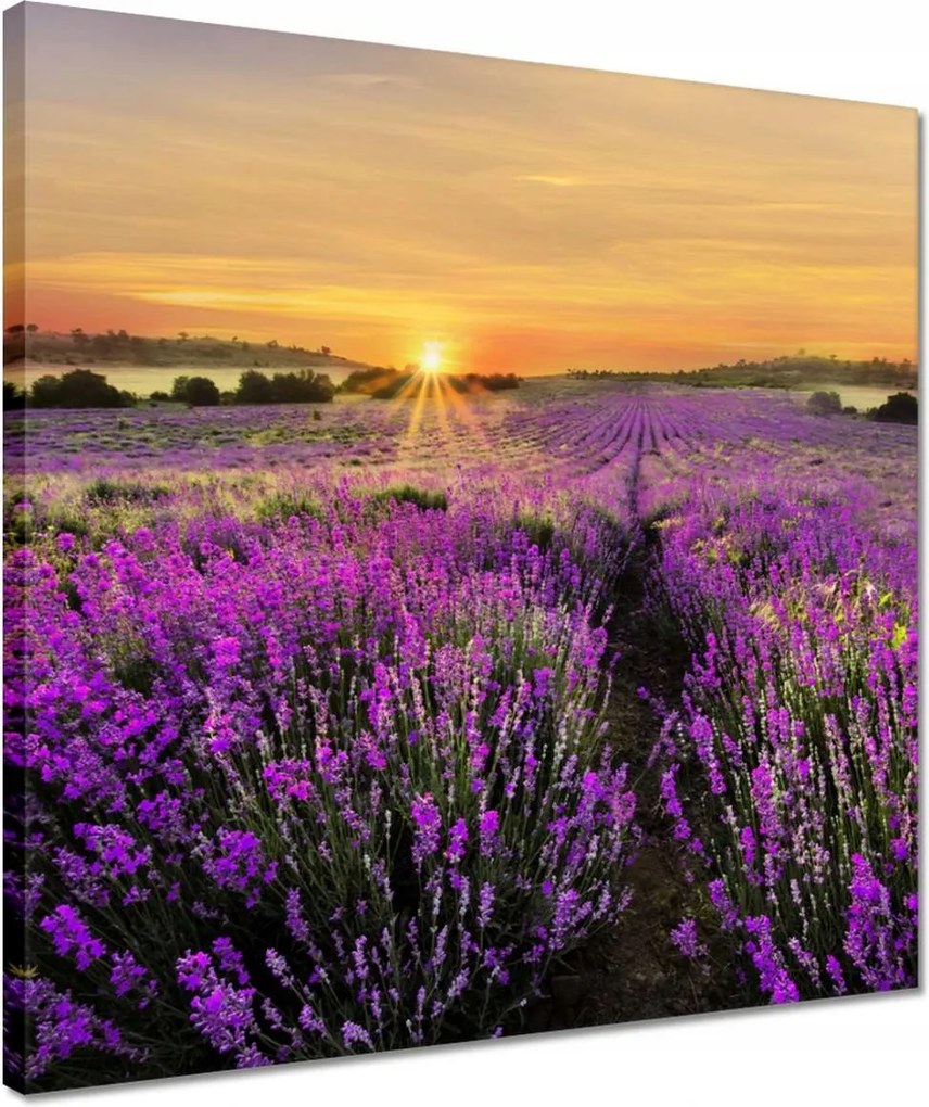 Vászonkép 40x40 Levendula naplemente