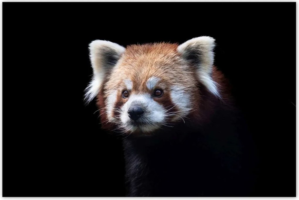 Poszterek 120x80 Panda ailurus fulgens