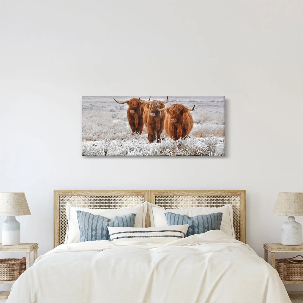 Kép - Skót tehenek (120x50 cm)