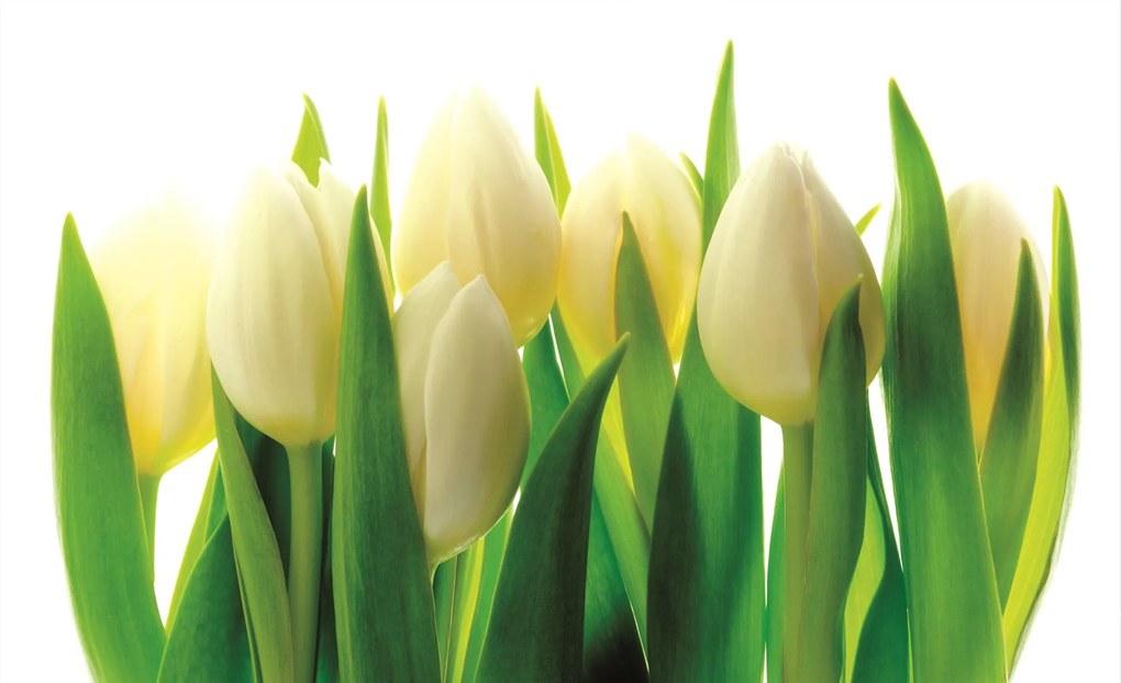 Poszter tapéta Fehér tulipánok papír 368 x 254 cm papír 368 x 254 cm