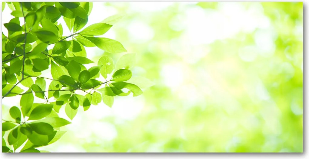 Üvegpanel a konyhába Levelek 120x60 cm Ragasztó