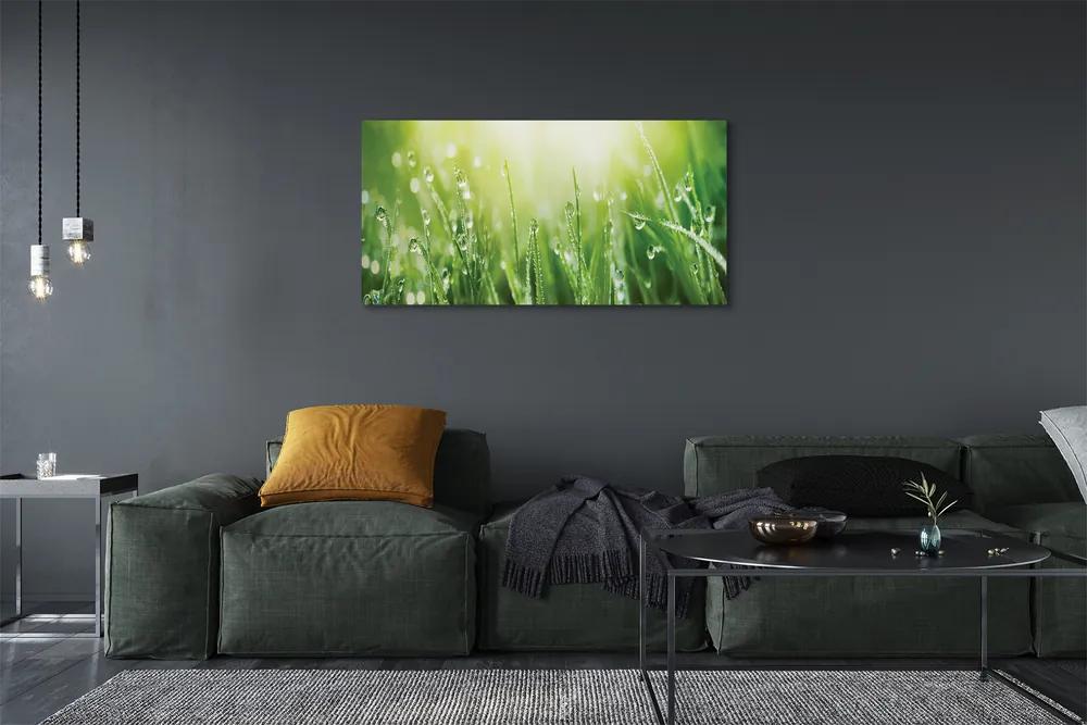 Canvas képek Fű nap csepp 125x50 cm