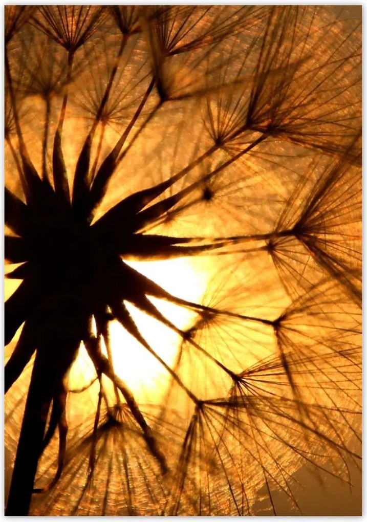 Poszterek 70x100 Pitypang Virág Virágok