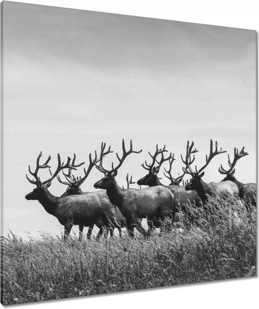 Vászonkép 90x90 Szarvascsorda Felszarvazott