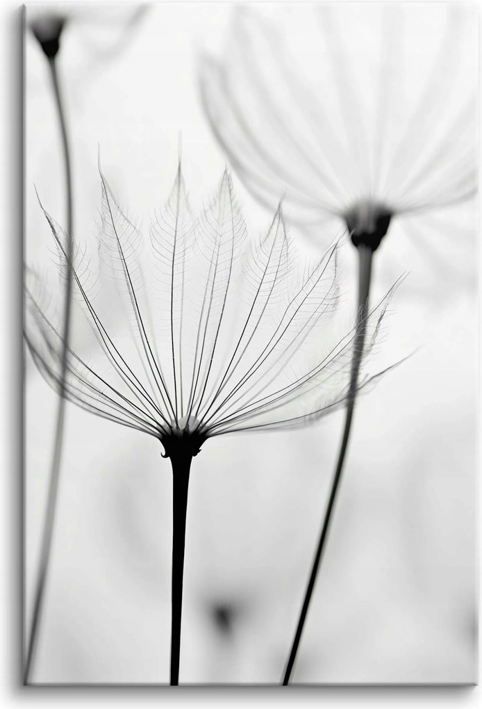 Faliképek nappaliba és hálószobába Finom pitypang virágok 80x120