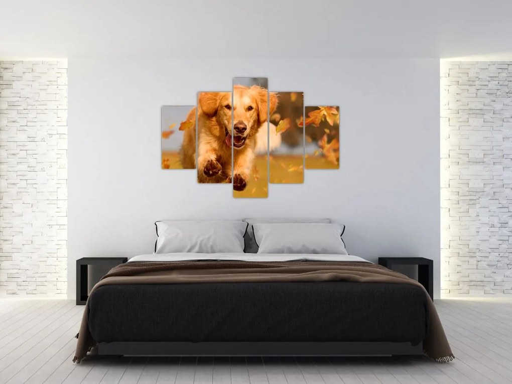 Kép - Golden Retriever (150x105 cm)