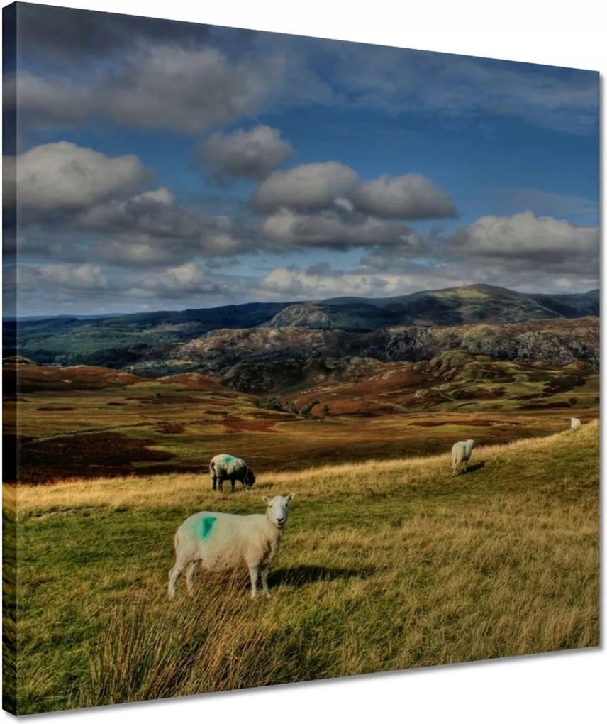 Vászonkép 40x40 Bárányok a legelőn