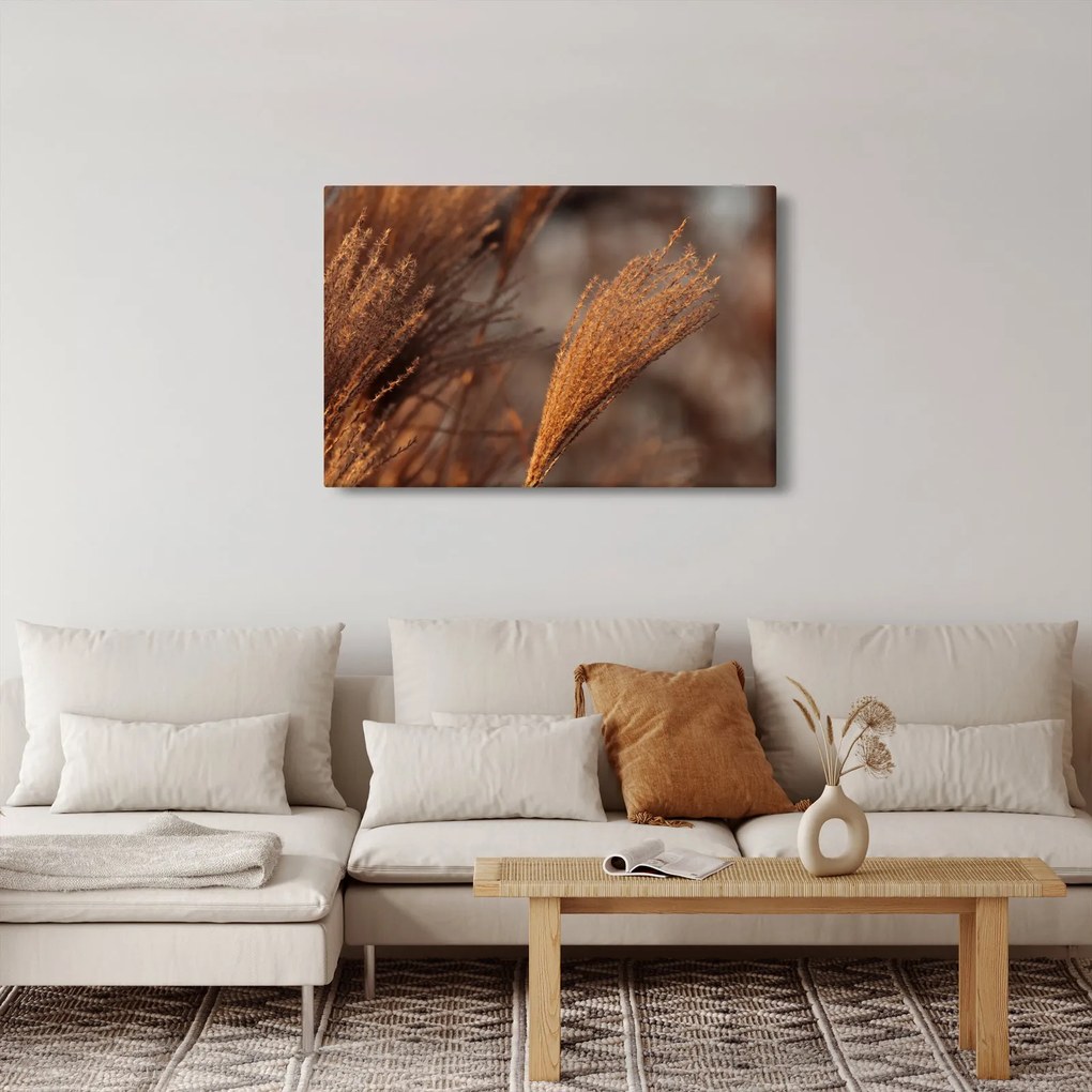 Kép - Cortaderia (90x60 cm)