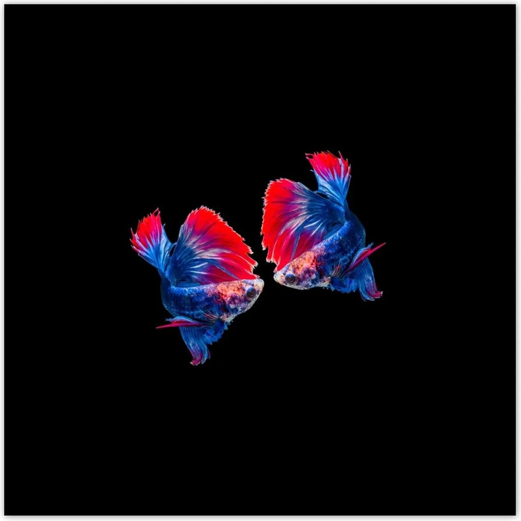 Poszterek 100x100 Harcoló sziámi halak