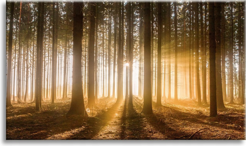 Vászonkép Nap az erdőben Fény fák 70x50 cm Ideális ajándék