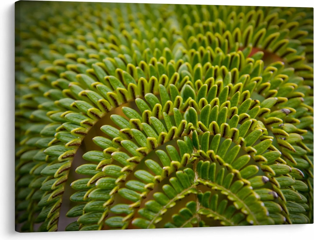 Kép - Fern (70x50 cm)