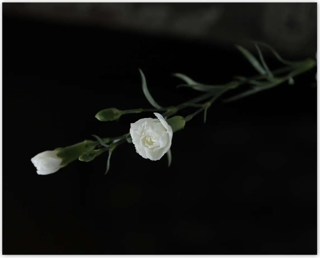 Poszterek 50x40 Fehér szegfű virágok