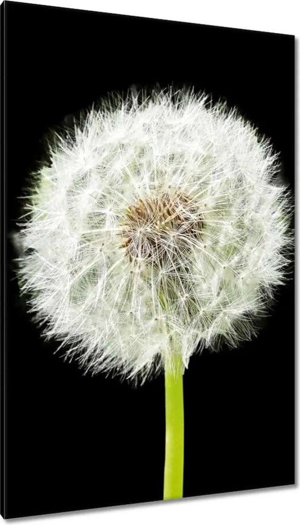 Vászonkép 80x120 Pitypang virág rét