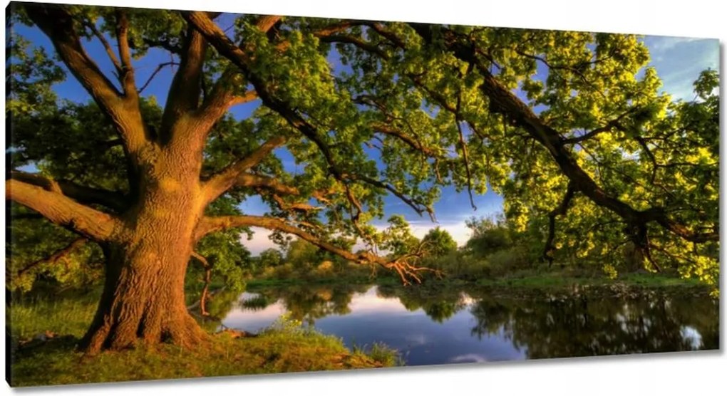 Vászonkép 115x55 Tölgy a croissant-ban