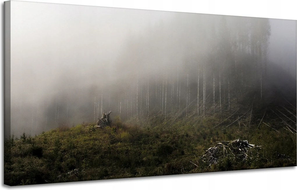 Vászonkép Természet Köd Megsemmisült erdő 120x60