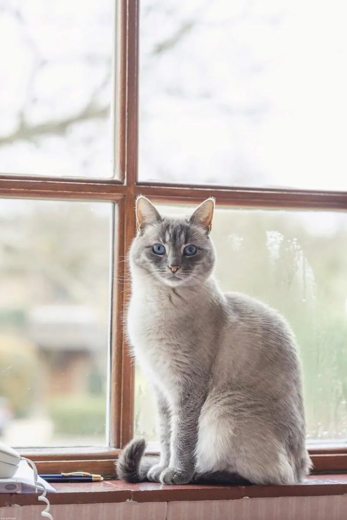 Poszter 40x60cm Macska az ablakpárkányon, Assaf Frank