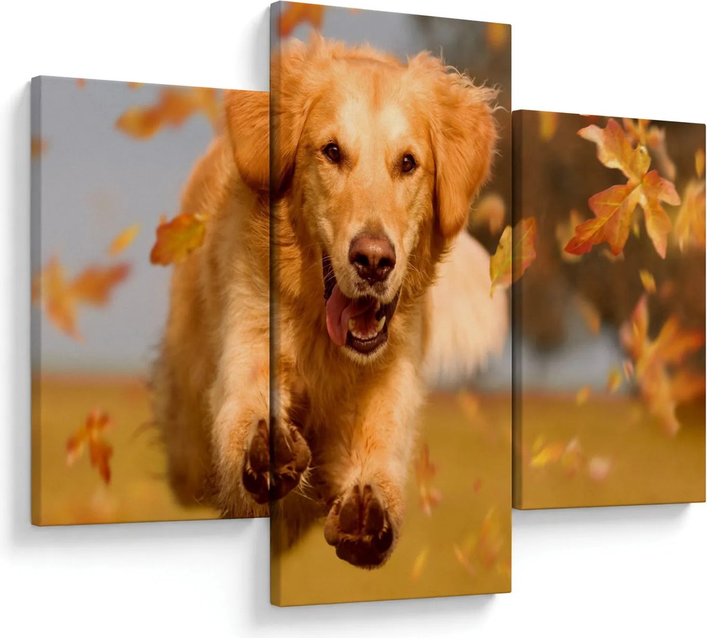 Kép - Golden Retriever (90x60 cm)