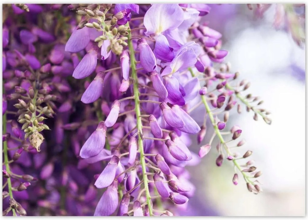 Poszterek 100x70 Lila virágok Virágok