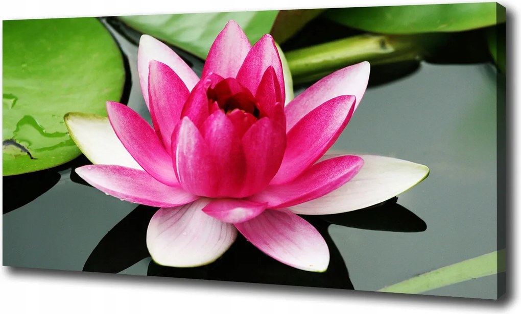 Canvas falikép Vízi liliom 100x70 cm