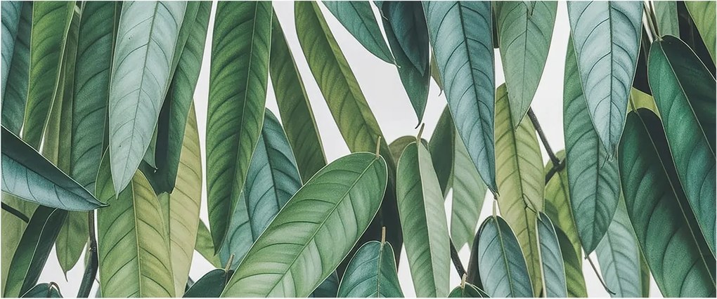 Fali fotótapéta Étkezőbe Természetes levelek 250x104 Ragasztó