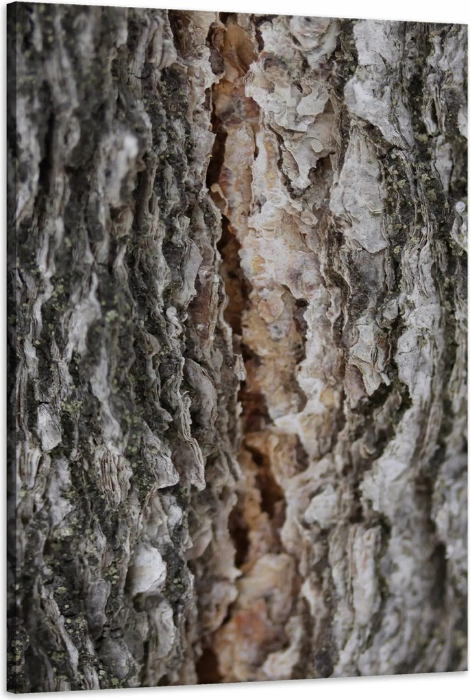 Vászonkép Természet Fakéreg Varázslat Erdő Fák 60x90