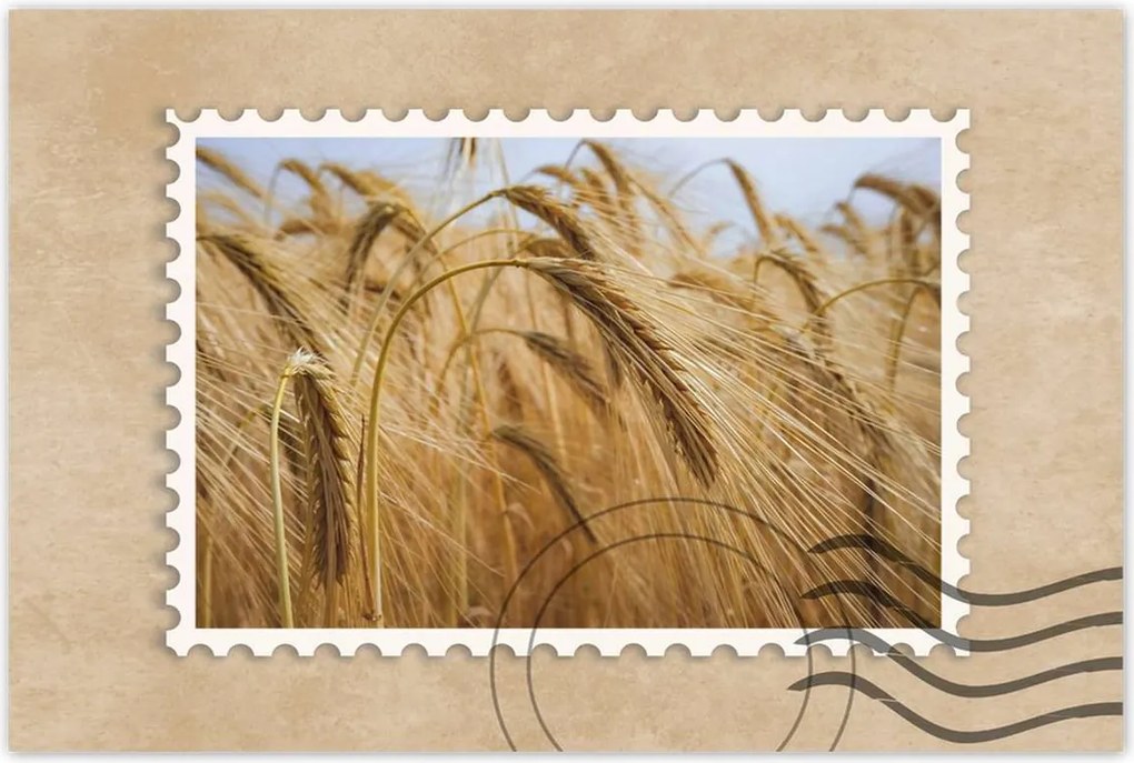 Poszterek 60x40 Kalászok gabonával Gabonafélék