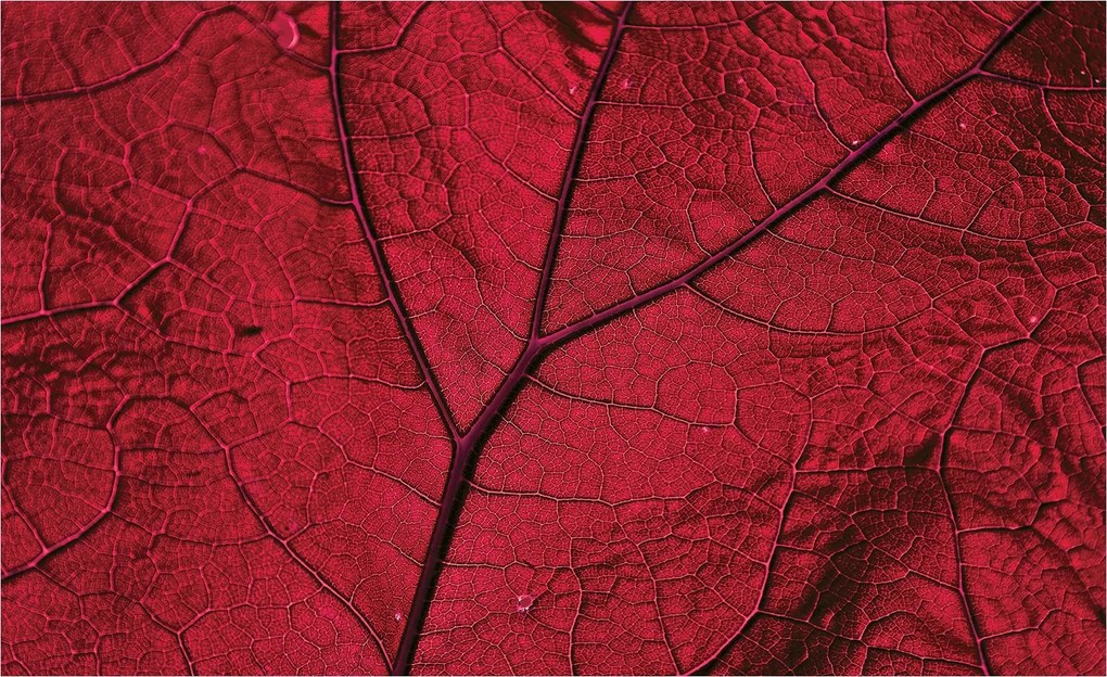 Fotótapéta Piros levél Makro Természet részlet Absztrakt 368x254 design +ragasztó