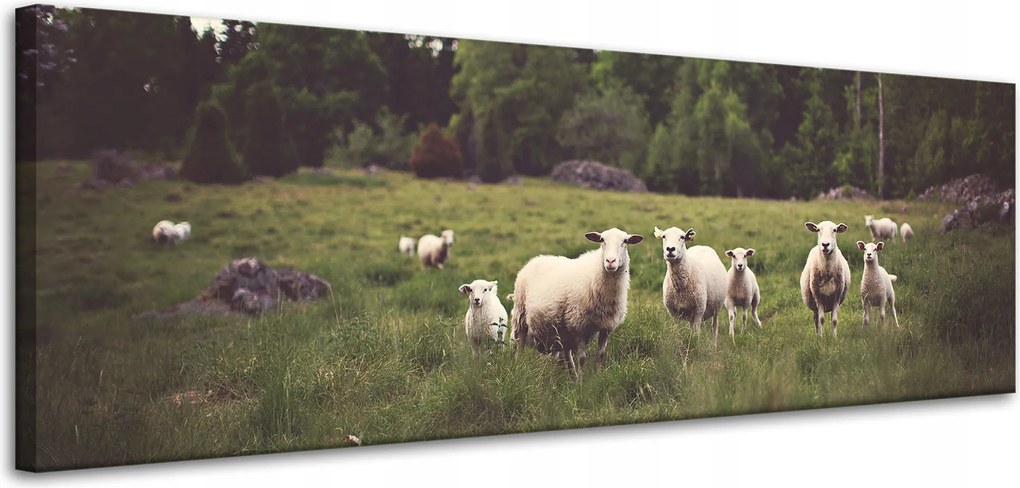 Vászonkép Természet Bárányok a legelőn 120x40