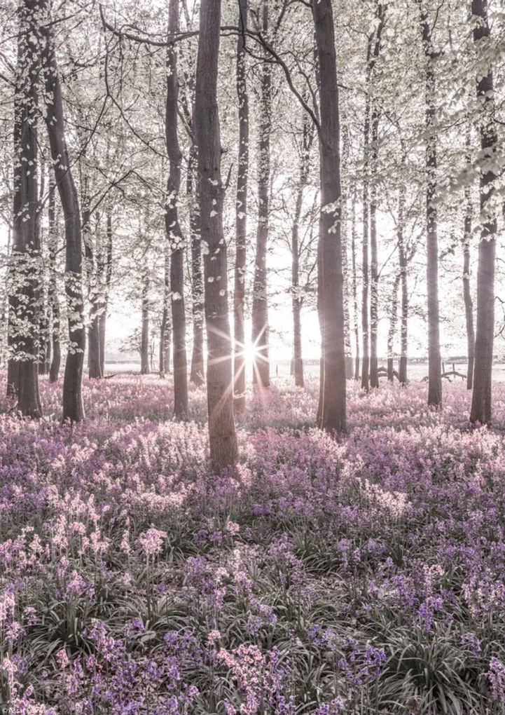 Poszter 21x29,7cm Bluebell erdő tavasszal naplementekor, Assaf Frank