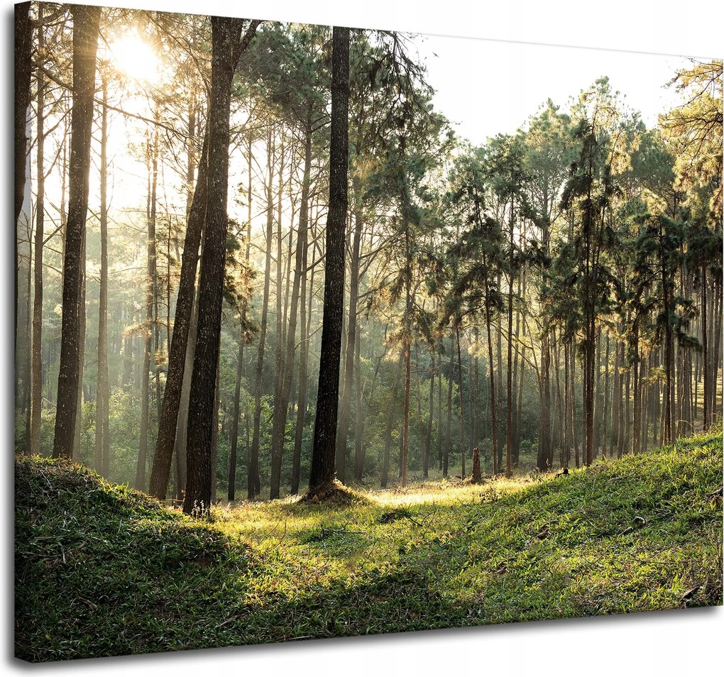 Vászonkép Erdő Fák Nap Természet 100x80 cm Ideális ajándék