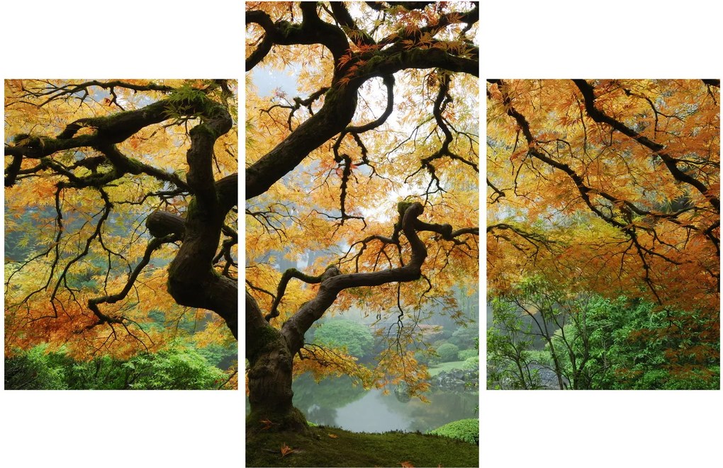 Egy sárga japán juhar képe, Portland, Oregon (90x60 cm)