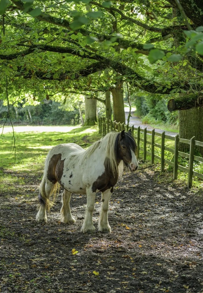 Poszter 68x98cm Ló a farmon, Assaf Frank