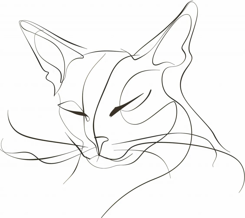 Poszter 60x40cm Vonalzó macska