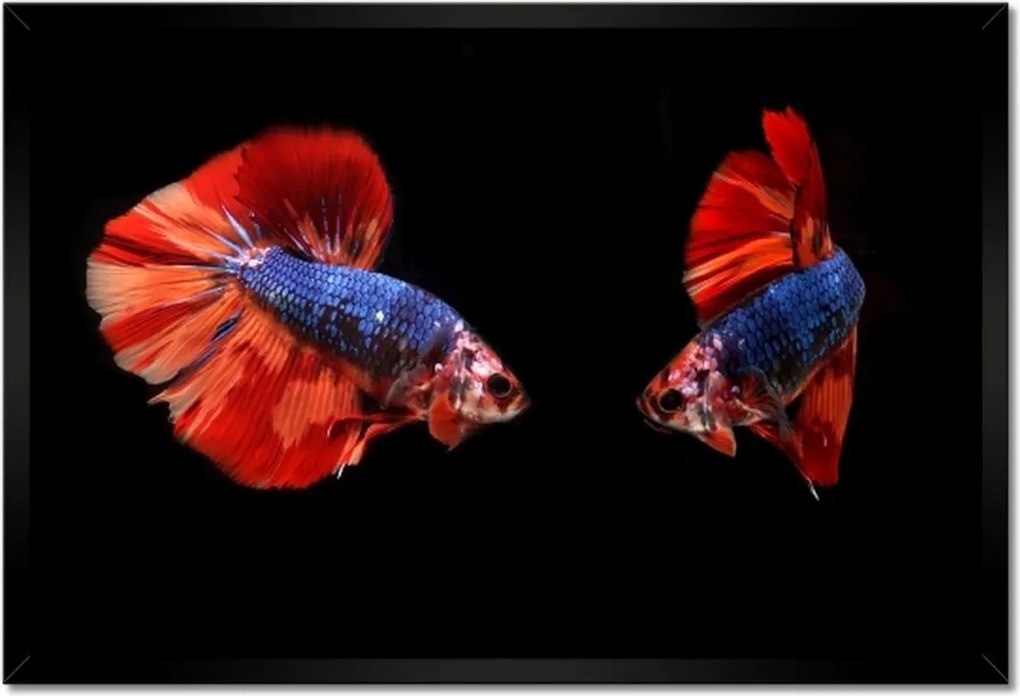 Poszterek keretben 60x40 Harcosok csodálatos halak