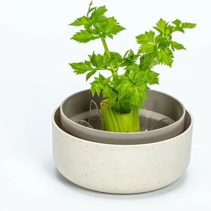 Plastia Regrow, elefántcsont