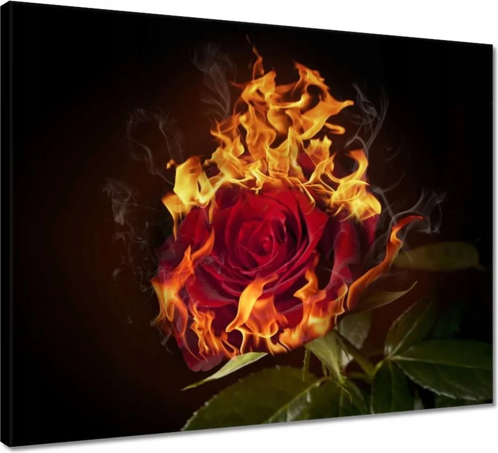 Vászonkép 50x40 Vörös lángoló rózsa