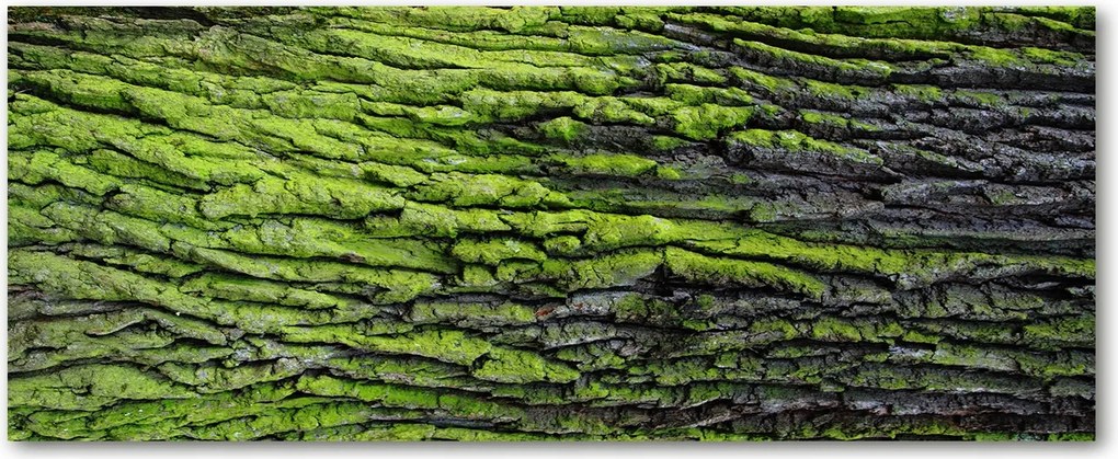 Modern üvegpanel a konyhába Fa kéreg XXL