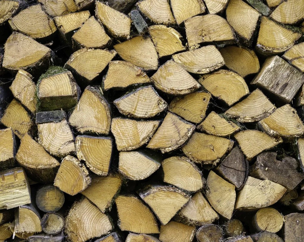 Poszter 76x60,5cm Fa rönkök, Assaf Frank