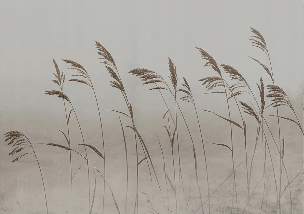 Fotótapéta Flizelin Fal a Hálószobába Fű a köd között 208x146 Ragasztó